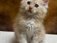 MCO erkek polydactyl wcf kayıtlı