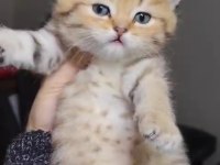 British shorthair