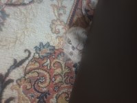 3 aylık british shorthair