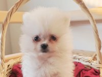 POMERANİAN BOO BEBEKLER KALİTENİN ADRESI