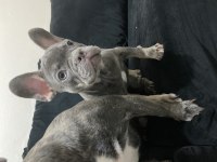 Dişi lilac tan french bulldog