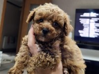 500 gram micro teacup yavruları orjinal ve safkan poodle