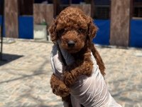 Korea poodle bebeklerimiz