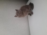 3 british shorthair yavrumuz yeni yuvasına gitmeye hazır