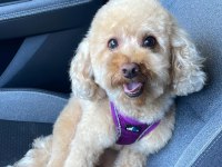 2 Yaşında Eğitimli Toy Poodle