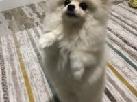 Pomeranian boo