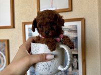 Mini Boy Teacup Poodle Yavru
