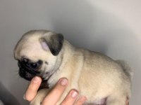 A kalite pug yavrular için mesaj atınız