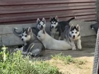 UYGUNA SİBİRYA KURDU HUSKY BEBEKLERİ