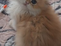 British longhair golden sevimli cana yakın uysal