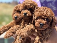 Yasal ruhsatlı çiftlikden minyatür poodle