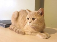 British shorthair 1,5 yaşında kedimiz