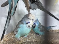 Sezona hazır damızlık show jumbo kuşlar
