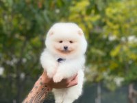 Pomeranian bebeklerimiz