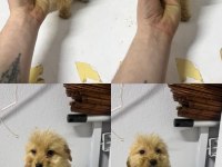 Maltipoo yavrular