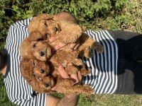 Teacup Toy Poodle Saf Kan Yavrular