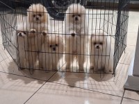 Pomeranian boo köpekler