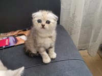 Güzeller Güzeli Scottish Fold Bebişler Ön Talepli