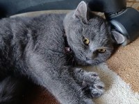 Yavru british shorthair