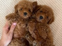 Toy Poodle Minik Yavrular
