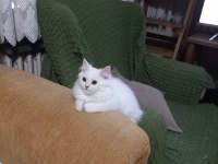 ANNE ALTINDAN ERKEK CHİNCHİLLA
