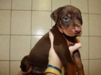 IRK GARANTİLİ DOBERMAN YAVRULARI