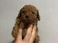 Toy Poodle Yavrular Irk Sağlık Garantili