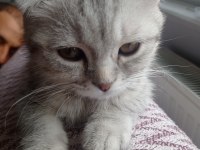 İki aylık scottish fold erkek