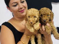 Ufacık Toy Poodle Yavrularım