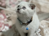 Safkan British Shorthair