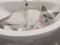 1 Dişi ve 1 erkek British Shorthair