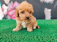 A Kalite Sağlık Irk Garantili Maltipoo Yavrularım