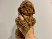 Toy poodle dişi yavru