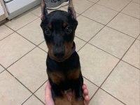 HASIM SİLEN DOBERMAN YAVRULARI