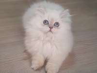 Şampiyon anne 3 aylık erkek full şecereli british longhair