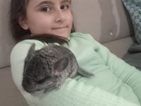 En yumuşak chinchilla dostunuz