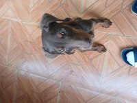 Kızıl doberman köpeği