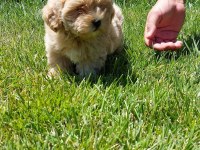 Maltipoo Yavruları Sizleri Bekliyor