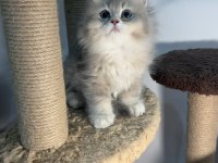 British longhair blue golden ay12 2 erkek 1 dişi bebekler