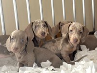 ISABELLA MERLE DACHSHUND BEBEKLER AŞILI GARANTİLİ
