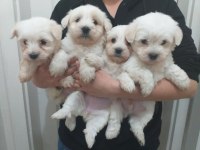 Maltese terrier bebekler