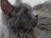 3xxxl 1 dişi ve 1 erkek eş takım maine coon