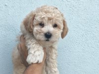 Erkek dişi maltipoo bebekler