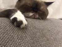 2 yaşında exotic shorthair