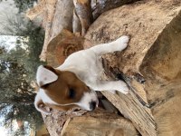 Çift maskeli Safkan jack russell
