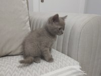 British shorthair yavrumuz yeni sahibini arıyor