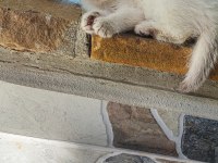 Scottish Fold beyaz panter