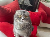 Ücretsiz Sahiplendirme Scottish Fold Kedisi