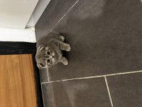 Tatlı scottish fold bebekler