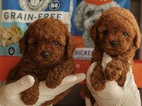 Sevginin en zarif hali toypoodle yavruları